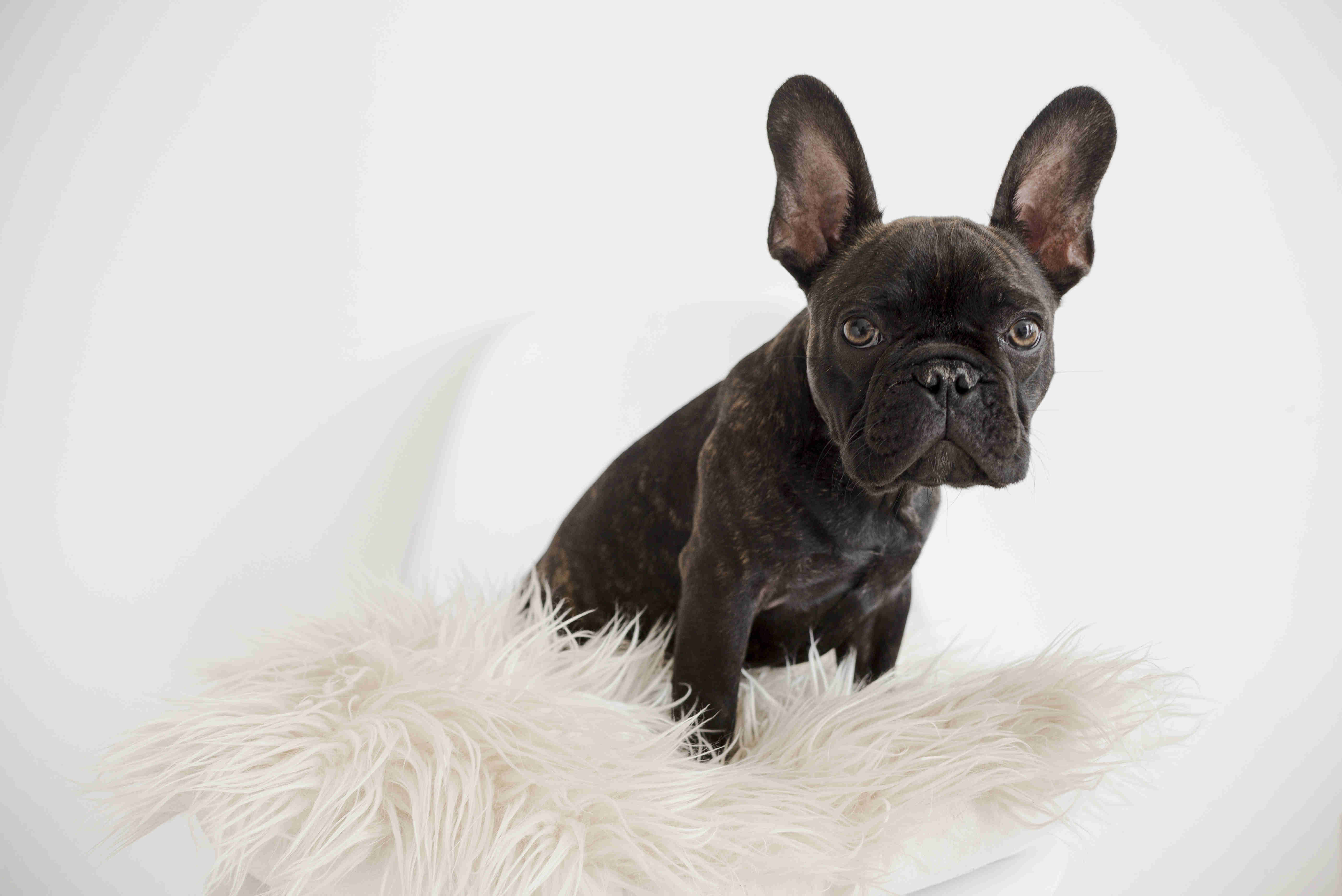 Sleep Tight: 5 Best Bed Types for French Bulldog Puppies